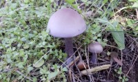 Lepista sordida.JPG