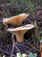 moshofito_xirovouni_10.2012_13.jpg