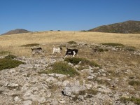 14 Μετά την σχετική μάχη ηττήθηκαν κατά κράτος..JPG
