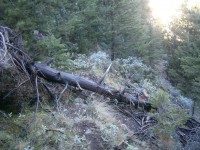 8.Πεσμένοι κορμοί πάνω στο μονοπάτι.JPG