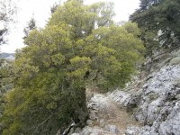 2.Η Βασιλική στράτα.JPG