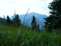 Η ΧΕΛΙΔΟΝΑ ΑΠΟ ΤΟ ΚΟΝΤΙΒΙΩΤΙΚΟ ΔΙΑΣΕΛΟ.jpg