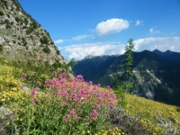 ΤΟ ΠΛΑΤΑΝΑΚΙ ΑΠΟ ΤΗ ΣΑΡΑ.jpg