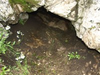 Φωλιά όπου γέννησε Στο βάθος δεν φαίνεται καλά στρώμα από φύλα και τρίχα.JPG