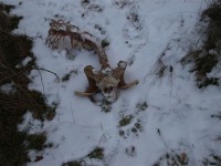 Ίχνος Αρκούδας λίγα μέτρα έξω από το χωριό Κρυόβρηση..JPG