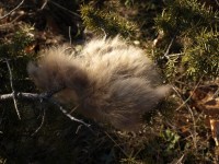 Τρίχα αρκούδας σε κέδρο..JPG