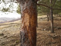 Σημάδια νεαρού αρσενικού.JPG