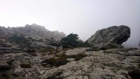 DSC_2458g.jpg