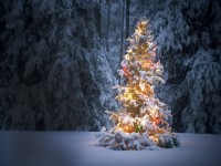 TreeLightingFestivalimage.jpg