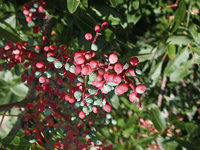 pistacia 1.jpg