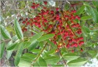 Pistacia terebinthus2.JPG